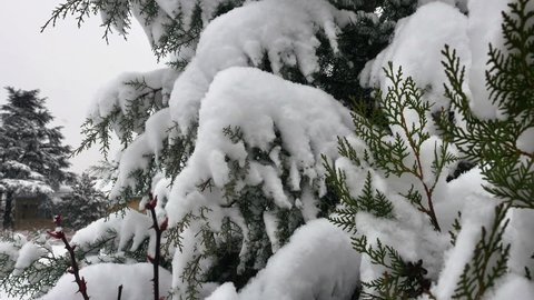 snow fall tree 4k
