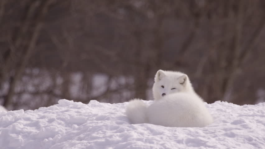 Arctic fox relaxing in the snow