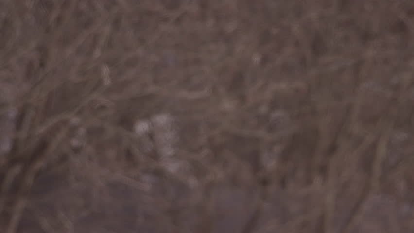 Arctic fox sleeping in snow
