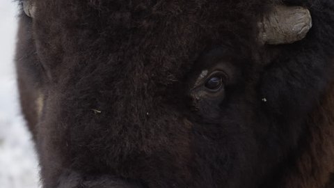 Bison extreme close up side of face