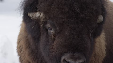 Bison close up in the snow