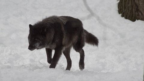 Black wolf stalking in the winter forest
