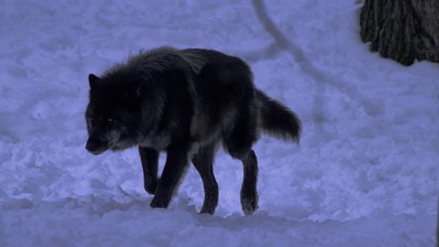 Black Wolf Stalking In The Stock Footage Video 100 Royalty Free 1008992099 Shutterstock