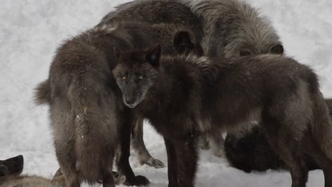 Black wolf with piercing eyes in a pack