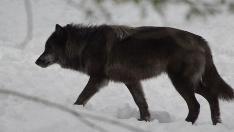 Black wolf walking off camera in winter forest