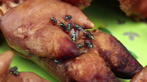 Chrysomya megacephala,Swarm of oriental latrine green flies are flying around the rotten pig.