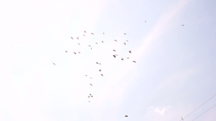 Pigeons flying in the blue sky, birds in flight. Flock of pigeon flying on the sky.