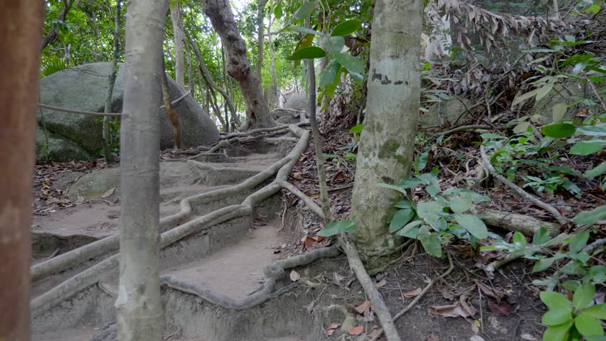 Pathway and wood root in the tropical rain forest or jungle. Beauty in nature concept.