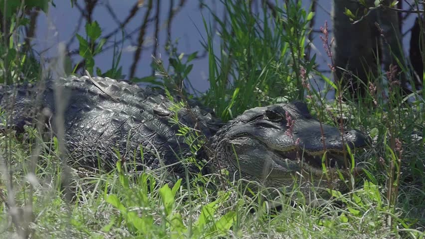 Chinese Alligator image - Free stock photo - Public Domain photo - CC0 ...