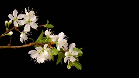 Plum blossom flowering - time lapse.  Room for text