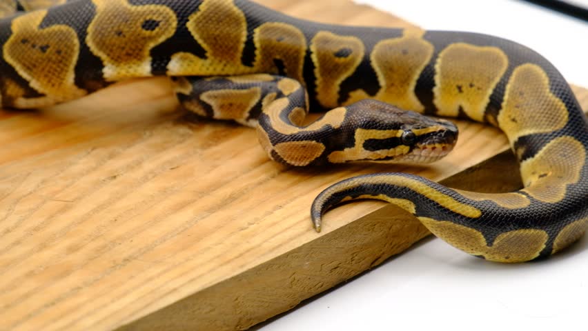 Python eating.albino Snake eat a mouse.Ball python (python regius ...