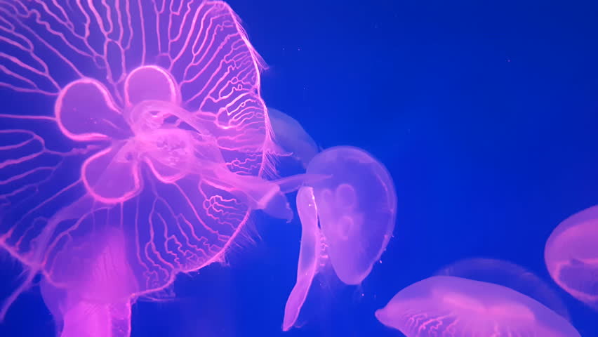 814 Jellyfish Wallpaper Stock Video Footage - 4K and HD Video Clips |  Shutterstock