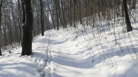 Snowed forest POV walk by the day 4K 2160p 30fps UltraHD footage - White snow over the path in the woods 3840X2160 UHD video