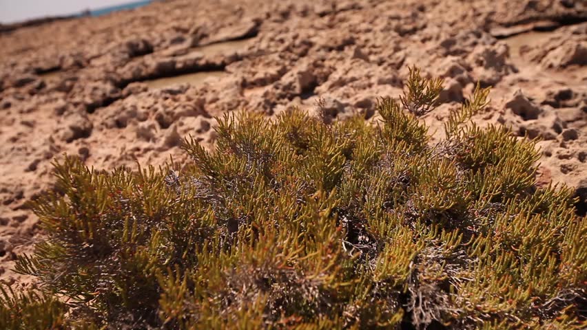 rocky seashore, stone desert on the seashore, Erosion of the coastline and drying up of the Sea, abstract landscape