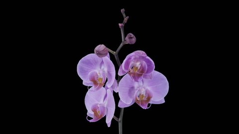 Time-lapse of opening purple Phalaenopsis orchid 4a1 in PNG+ format with ALPHA transparency channel isolated on black background
