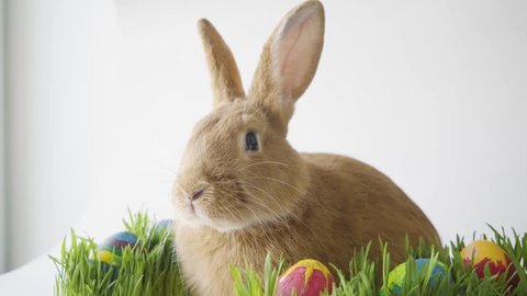 Fluffy easter bunny hunts for colored Easter eggs on green grass on isolated white background close-up jerking his nose and looking at the camera