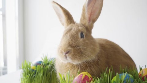 Fluffy easter bunny hunts for colored Easter eggs on green grass on isolated white background close-up jerking his nose and looking at the camera