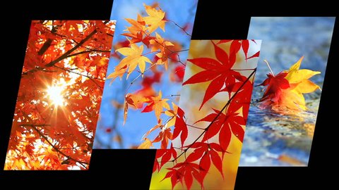 Four seasons collage. Several footage at different time of the year and different weather with black/ grey/ white background. Planet earth life cycle concept. 