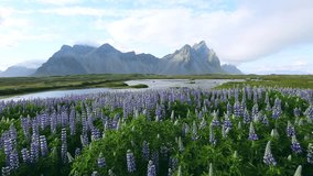 Blooming lupine flowers on the Atlantic coast in sunny day. Location Stokksnes cape, Vestrahorn (Batman), Iceland, Europe. Amazing view of beautiful landscape. Discover the beauty of earth. HD video.