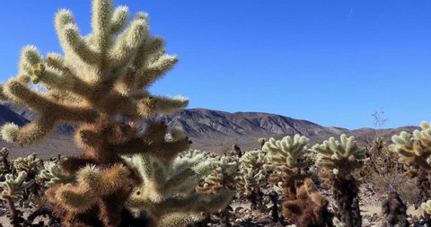 Close-up, Cholla Cactus Garden, Joshua Tree National Park, slider shot, 4K Ultra HD