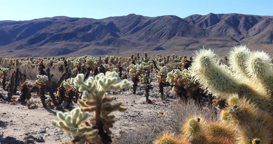 Desert landscape and Cholla Cactus Garden, Joshua Tree National Park, slider shot, 4K Ultra HD