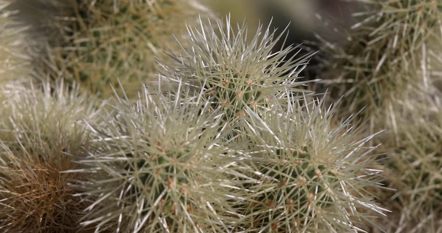 Close-up, Cholla Cactus Garden, Joshua Tree National Park, slider shot, 4K Ultra HD