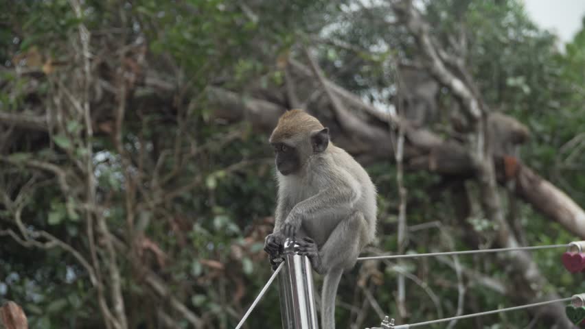 Monkeys , Malaysia , Langkawi