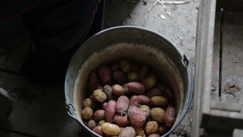 Grandpa goes through the potatoes,the elderly man working the potato,the village