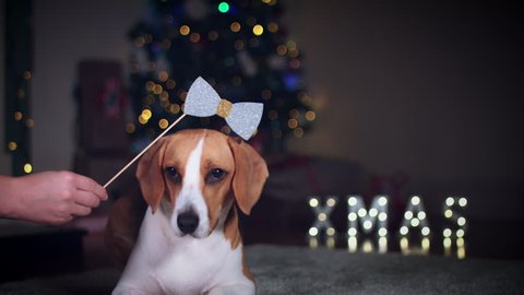 4k Christmas Dog Beagle with Bow Prop