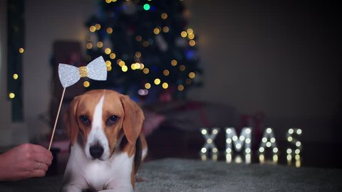 4k Christmas Elf Dog Beagle Posing with Bow Prop