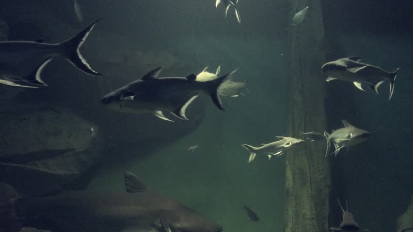 Many fish are swimming in the water in the fish tank. | Shutterstock HD Video #1009060115
