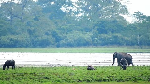 Slow motion footage of a young wild elephant moving inside the river to feed on water grass in Kaziranga National Park, India