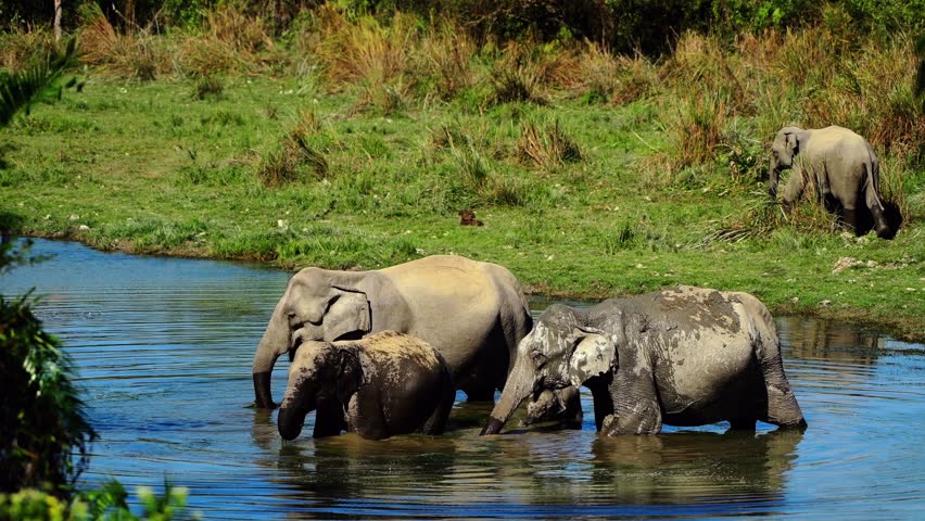 Wild Indian Elephants of Kaziranga Stock Footage Video (100% Royalty-free) 1009063562 | Shutterstock
