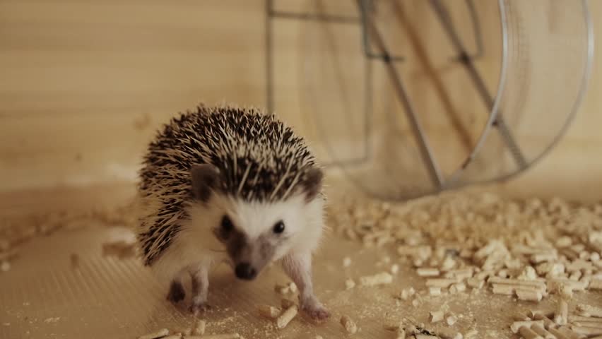 Little pet domesticated grey spiky hedgehog running on wheel in wooden cage, close up