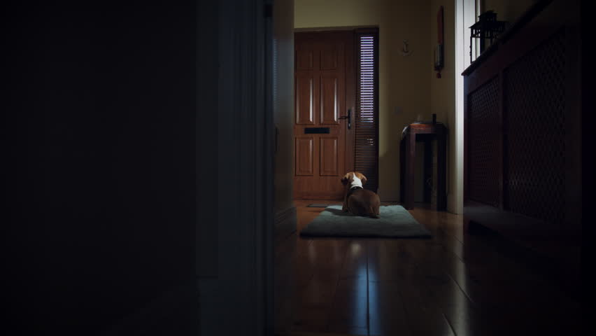 4k Dolly of House Front Door, Dog Waiting for Owner to Come Home