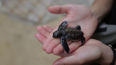 little turtle on the palm of a girl.