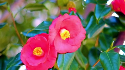 Beatiful Camellia flower during Spring season in South Korea.