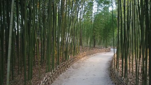 Bamboo forest in Ulsan,Korea