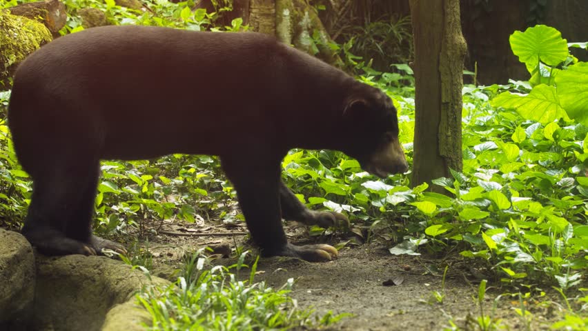 Mature honey bear. with enormous claws. standing in a tropical rainforest wilderness area. 4k video with sound.
