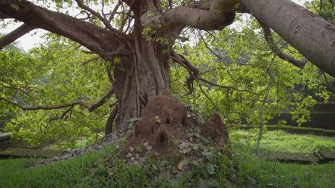 Gnarled branches of a mature ficus tree. near a brick wall at the ancient ruins of a historic palace compound in Sri Lanka. 4k video