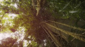 Aerial roots dangle from high branches of a mature. tropical tree in the rainforest. allowing the tree to spread. 4k Ultra HD video with sound.