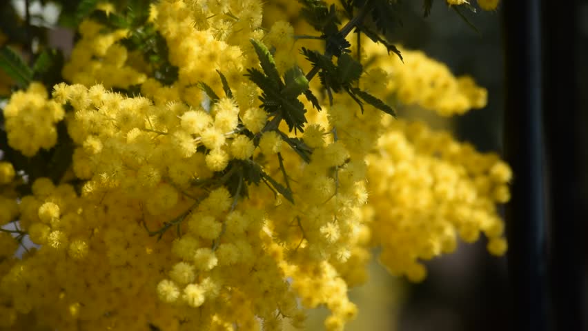 Colorful Mimosa Flowers in the : vidéo de stock (100 % libre de droit