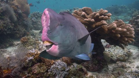 Humphead Parrotfish eats coral and poops out sand.