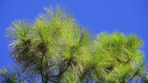 Pinus canariensis, Canary Island pine, is species of gymnosperm in coniferous family Pinaceae. It is large, evergreen tree native and endemic to outer Canary Islands in Atlantic Ocean.