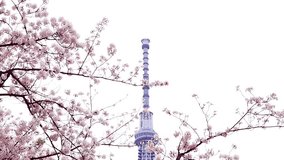 Tokyo skytree building and sakura flower or cherry blossom full bloom in spring season in Tokyo city, Japan.