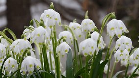 snowdrop blossoms swinging in the wind