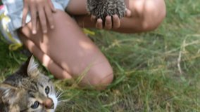 Cat explores a hedgehog held in girl's hands outdoors on background of green grass