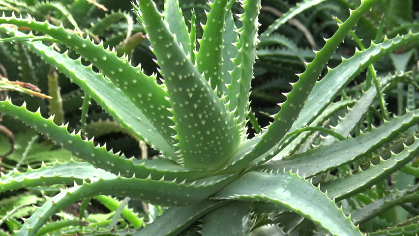 Aloe Vera plant in the garden