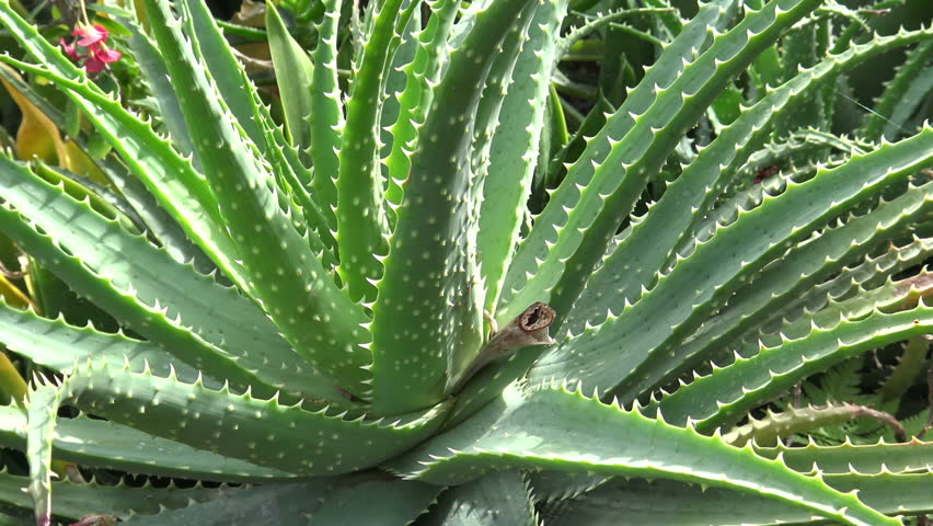 Aloe Vera plant in the garden