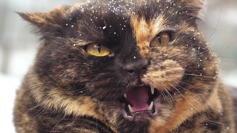 Angry hissing cat at winter